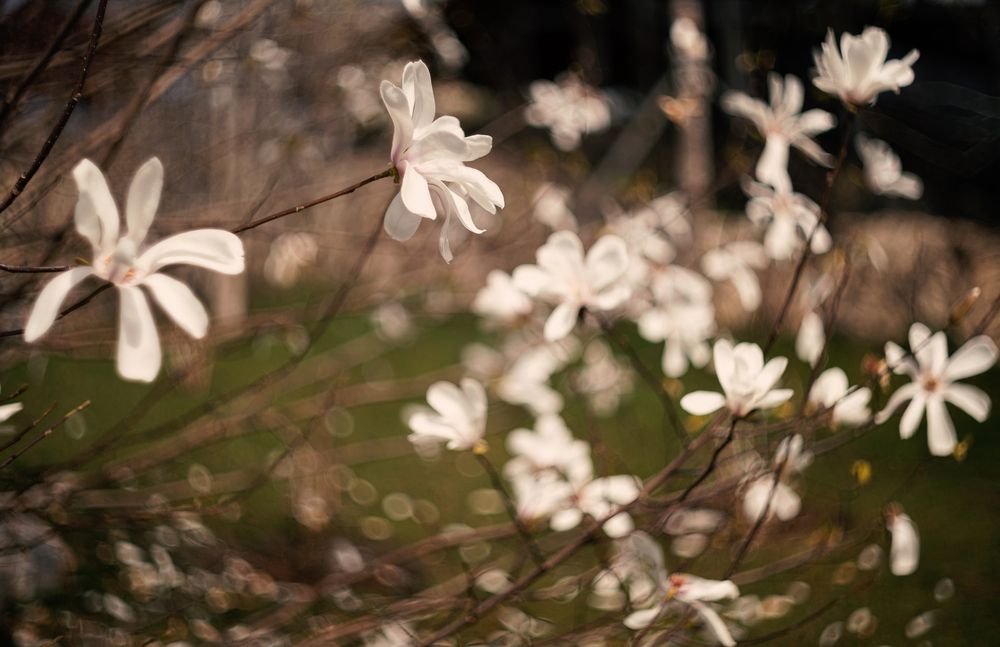 Магнолия звёздчатая (Magnolia stellata).