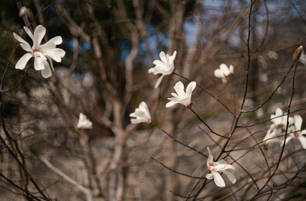 Магнолия звёздчатая (Magnolia stellata).