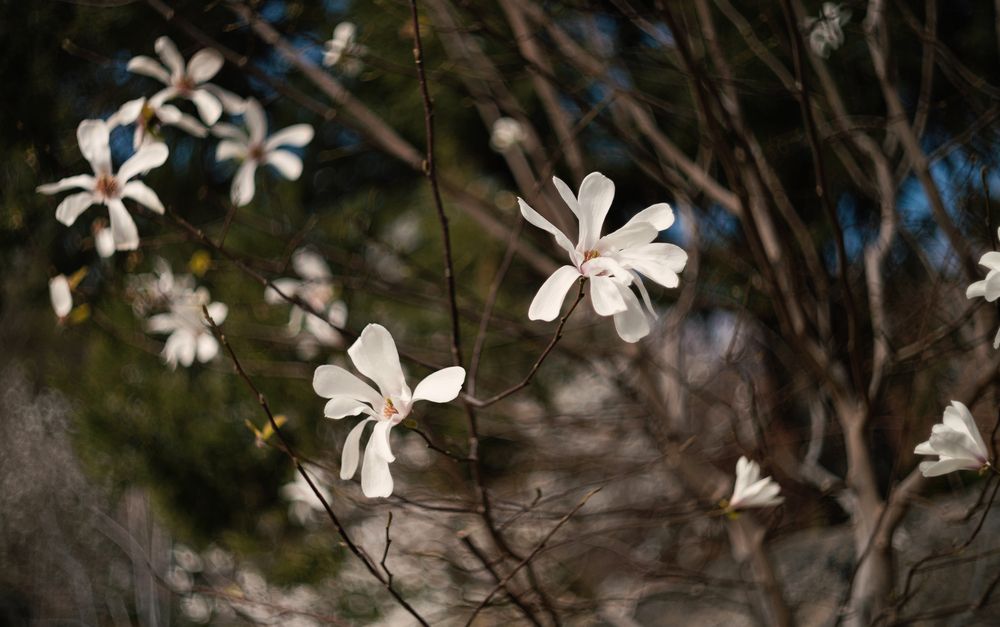 Магнолия звёздчатая (Magnolia stellata).