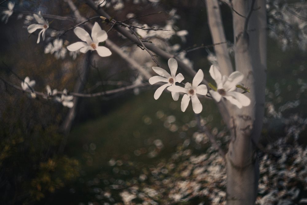 Магнолия звёздчатая (Magnolia stellata).