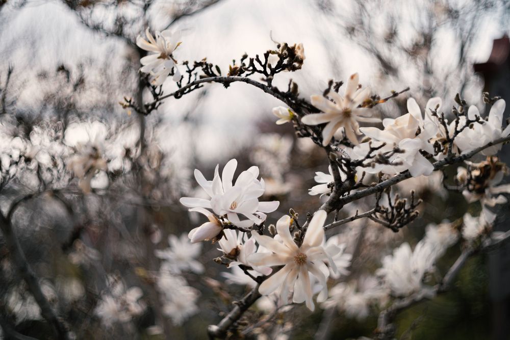 Магнолия звёздчатая (Magnolia stellata).