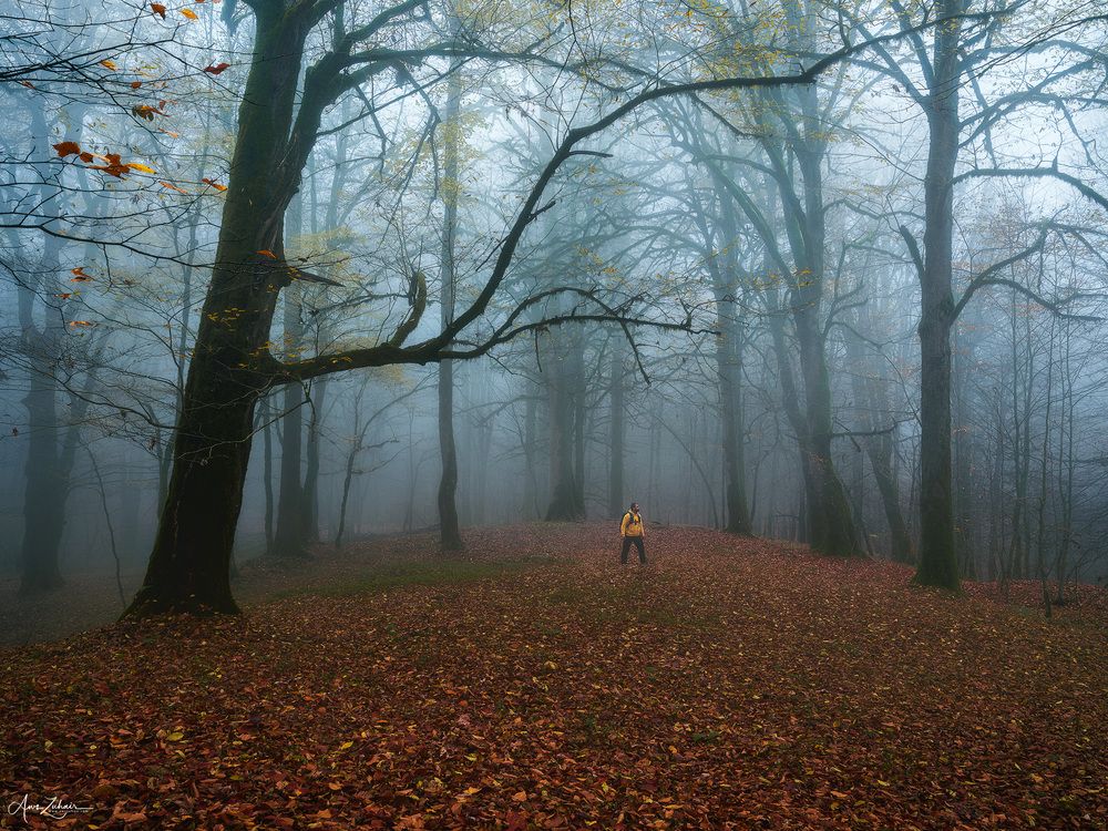 Alone in the Forest