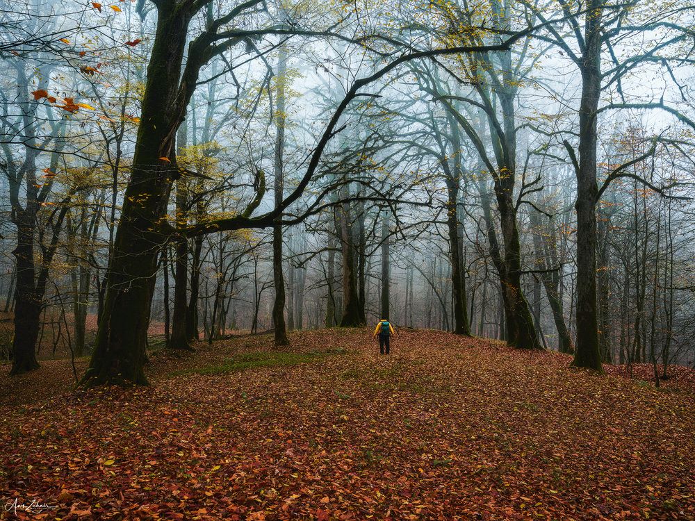 Alone in the Forest