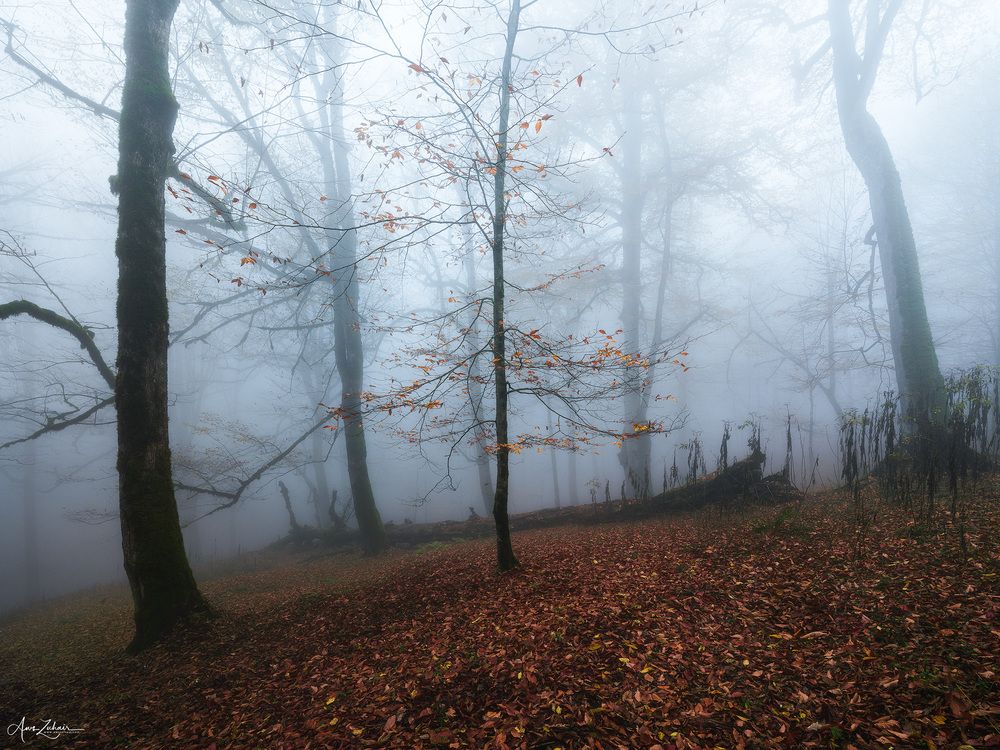 A Lonely Tree