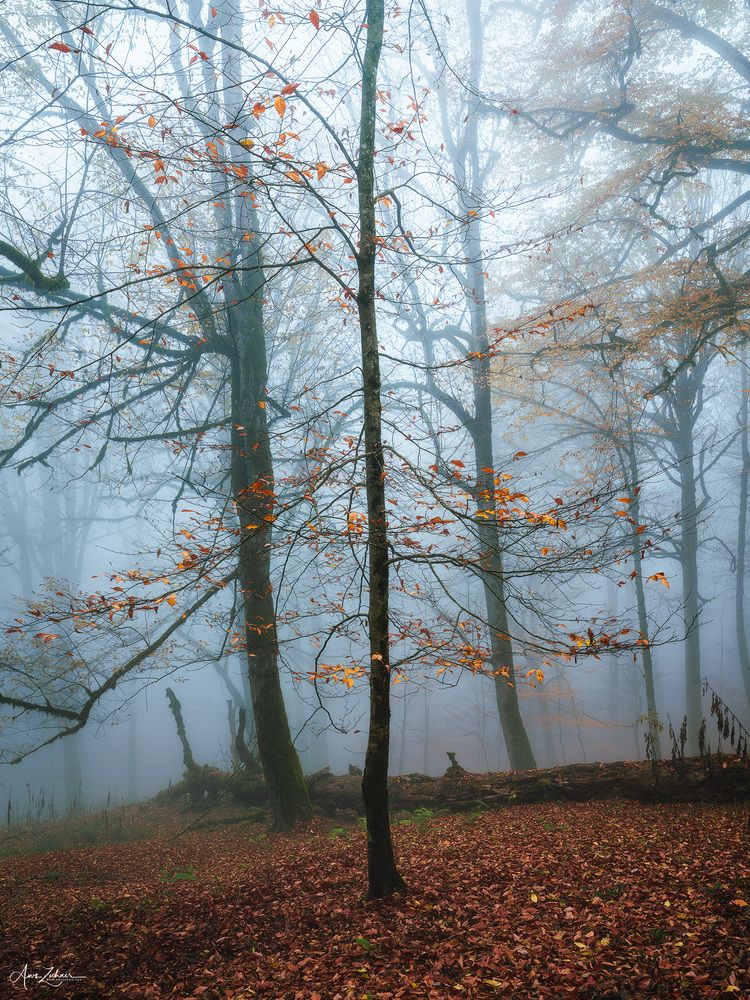 A Lonely Tree
