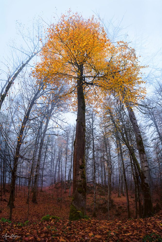 Long Trees