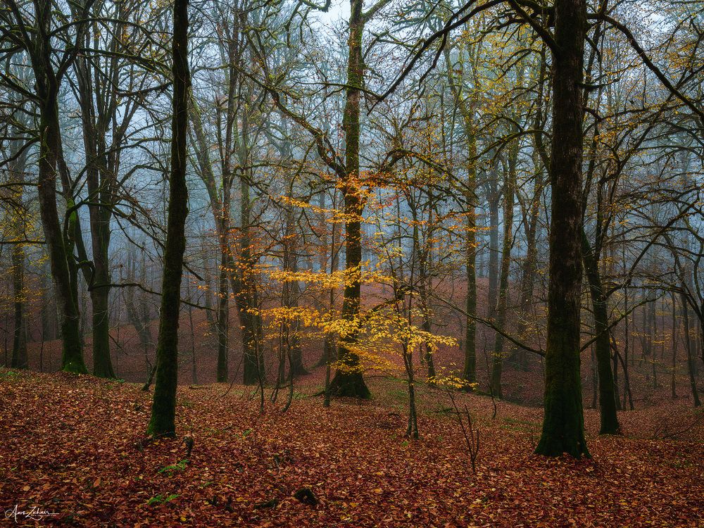 Autumn Vibe