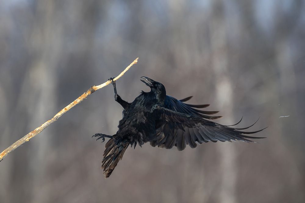 Скалолаз
