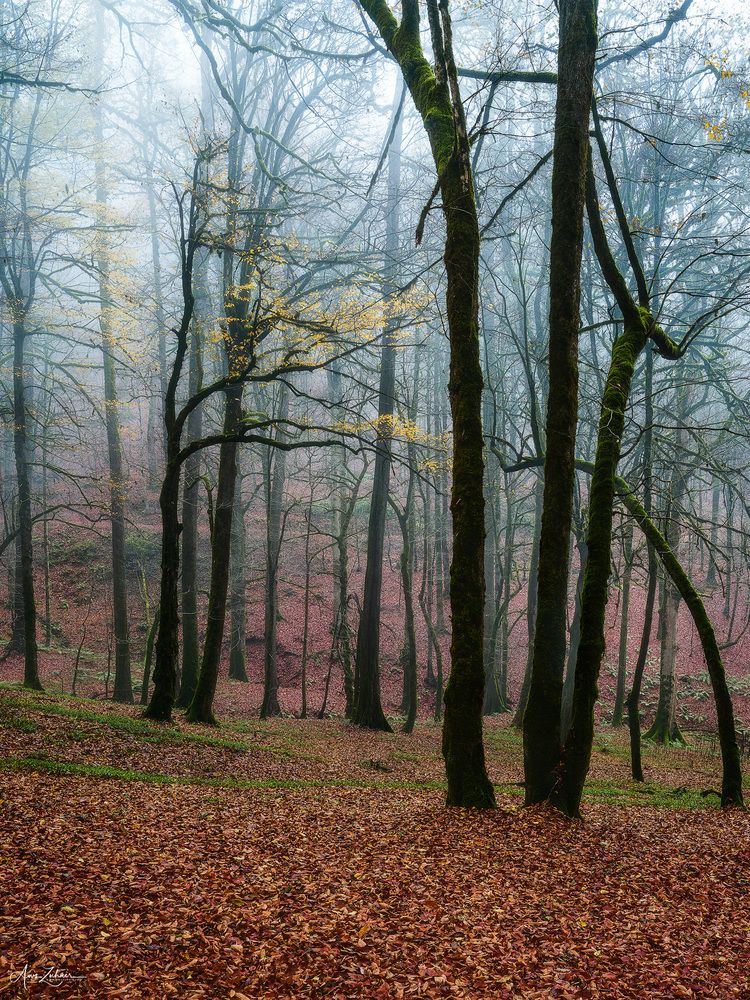 Foggy Forest