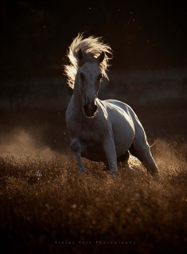 Horses