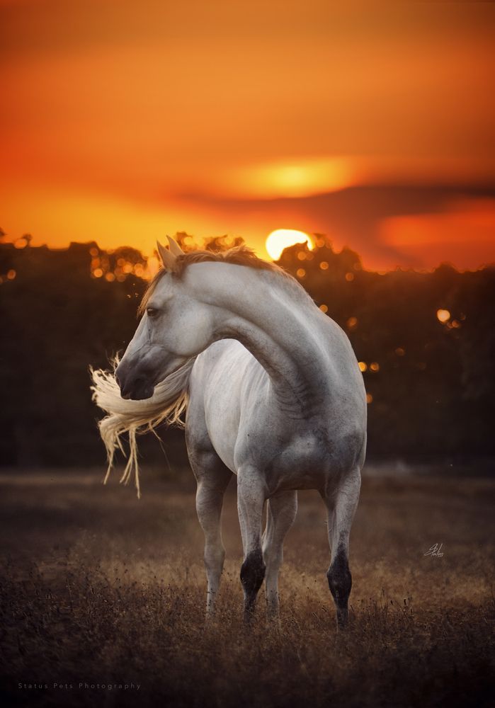 Horses