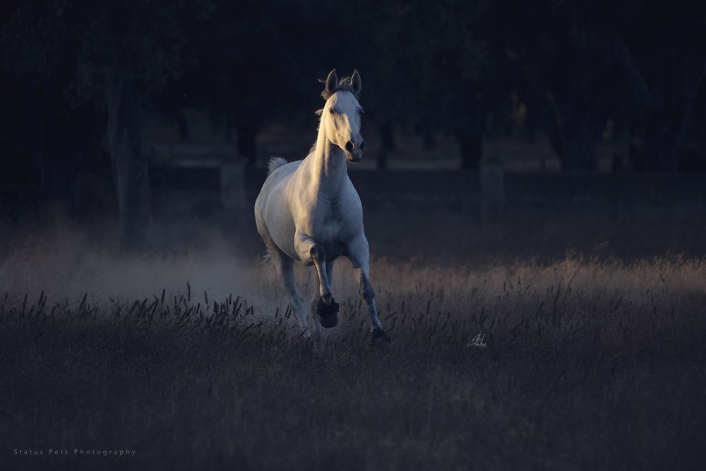 Horses