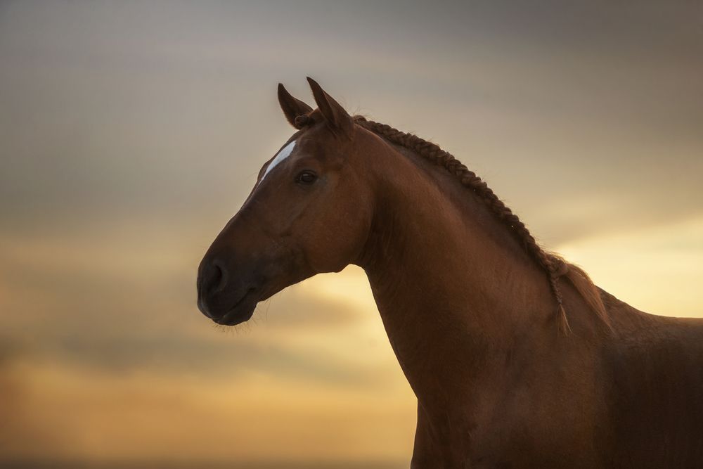 Horses