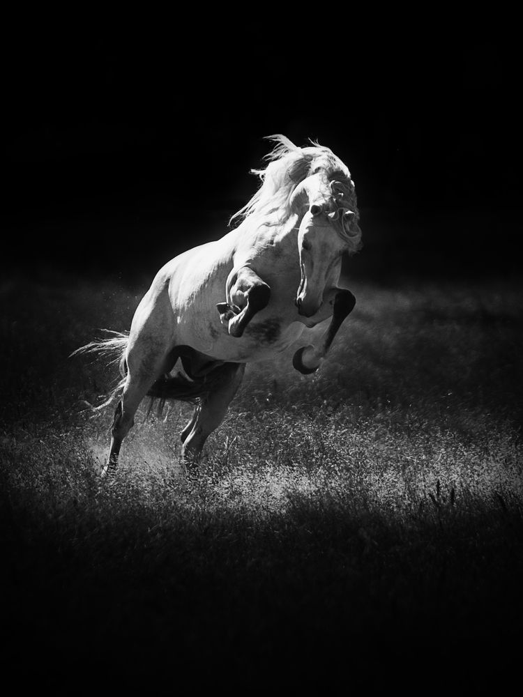 Horses