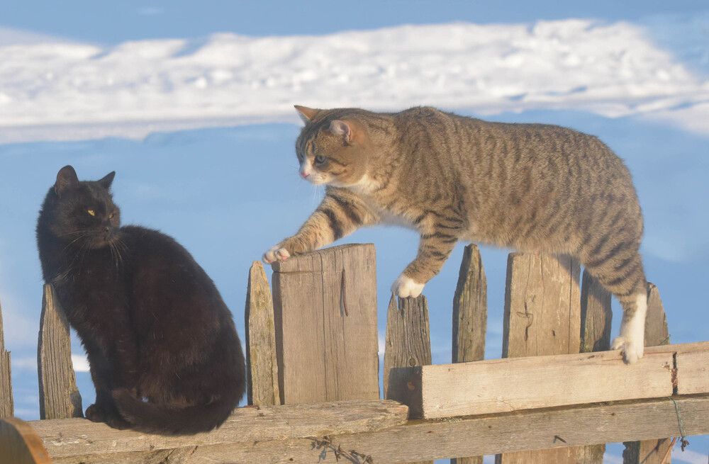 А на дворе был месяц март.