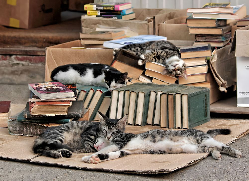 Cats
