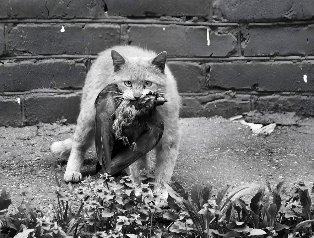 Cats
