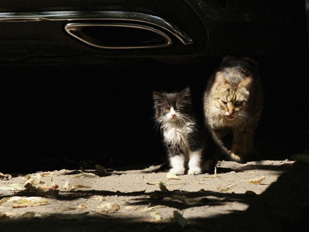 Cats