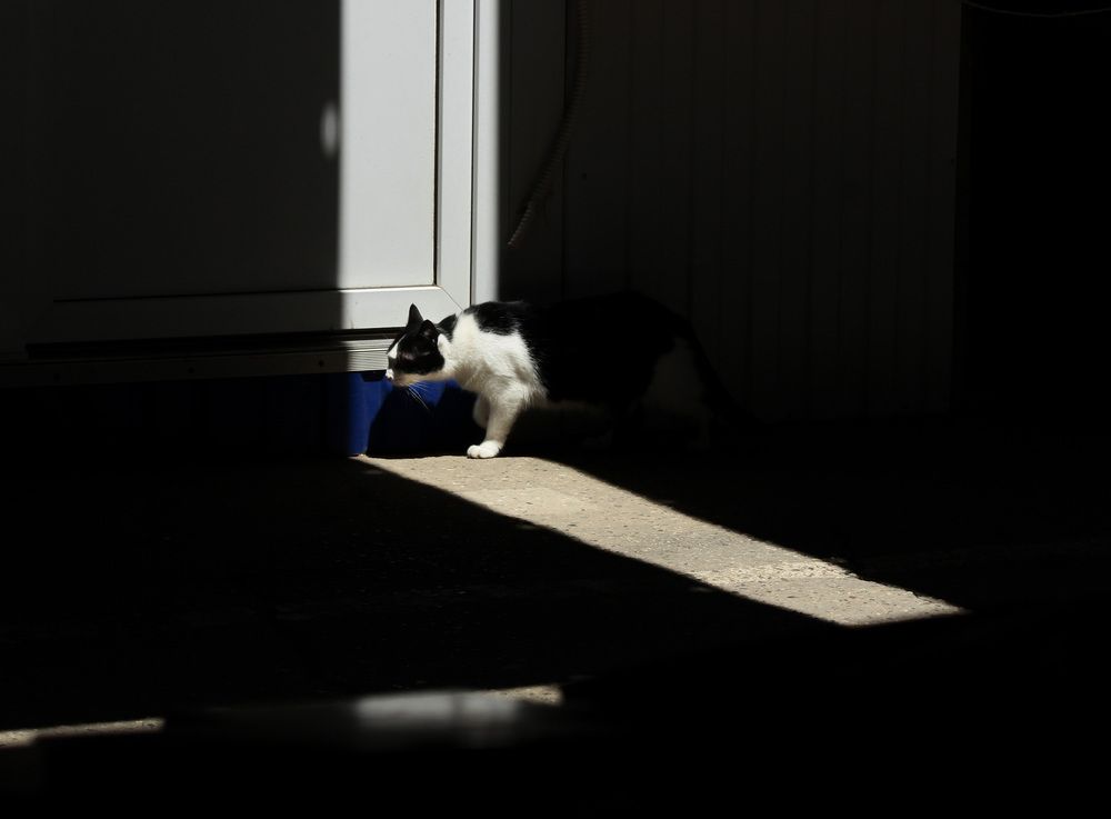 Cats