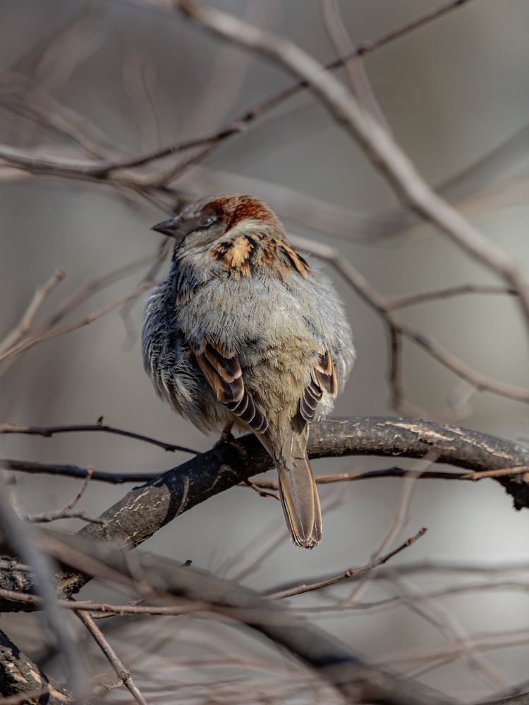 Angry birds