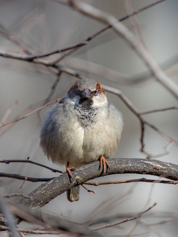 Angry birds