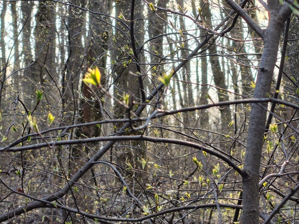 Photo 29935635