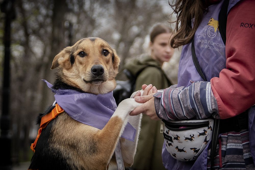 &laquo;Моспитомец х Четвероногий друг&raquo; &ndash; выставка-пристройство на Тверском бульваре