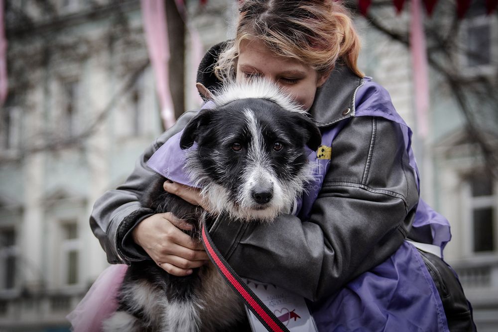 &laquo;Моспитомец х Четвероногий друг&raquo; &ndash; выставка-пристройство на Тверском бульваре