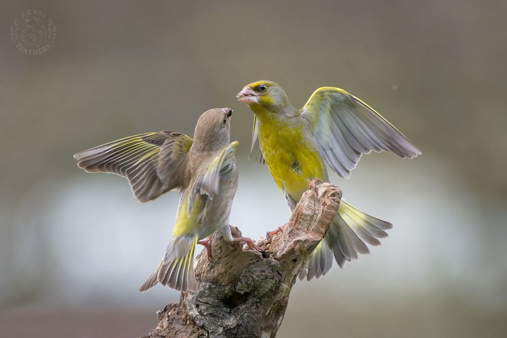 Lens and Feathers