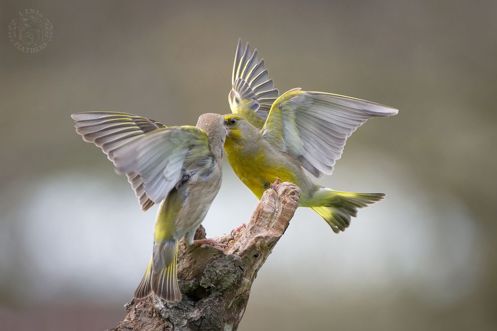 Lens and Feathers