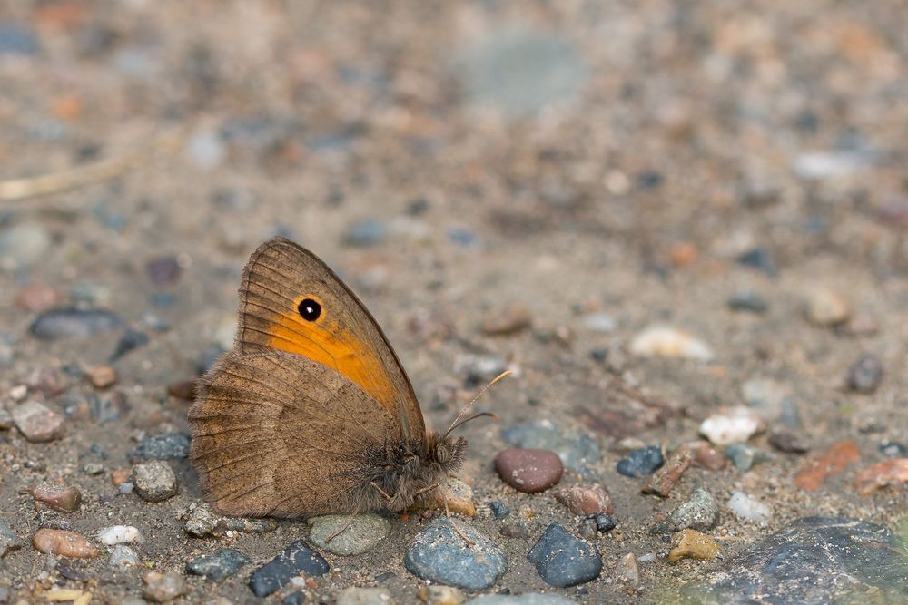 Photo 29936590