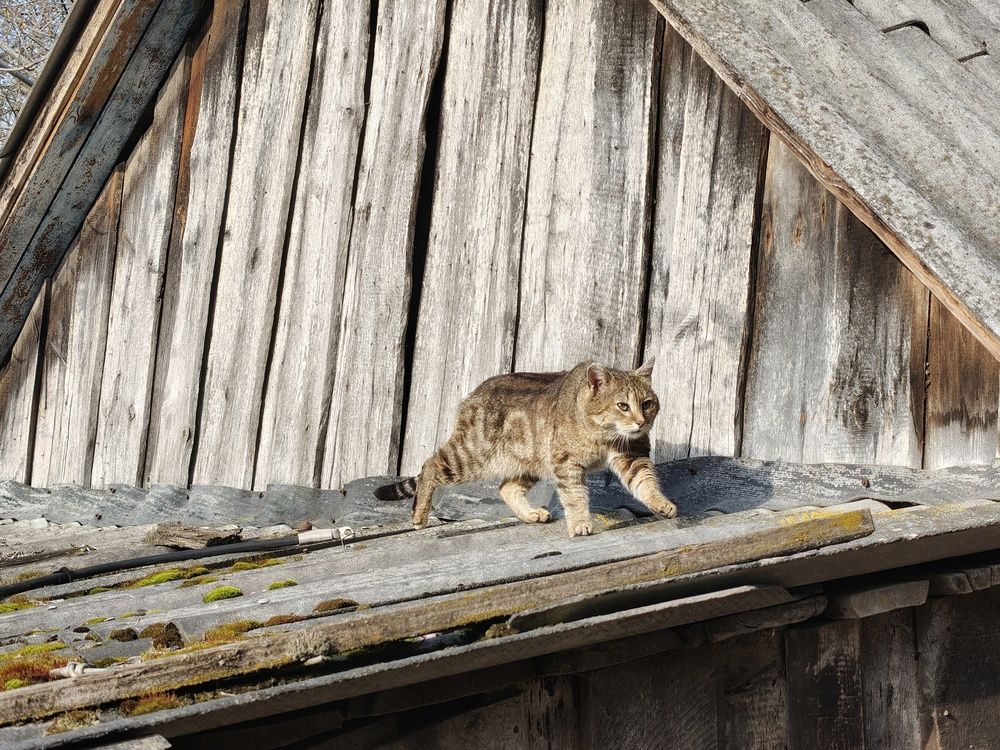 Photo 29936609