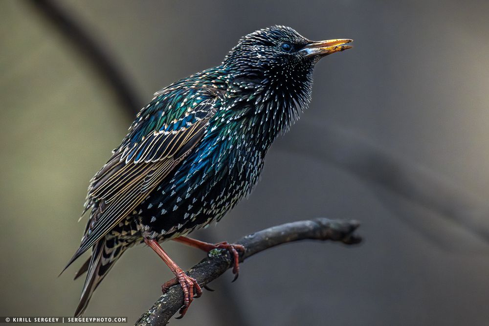 Скворец | Starling