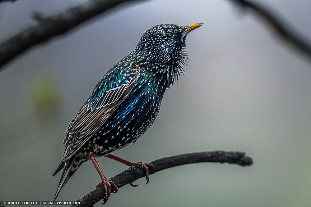 Скворец | Starling