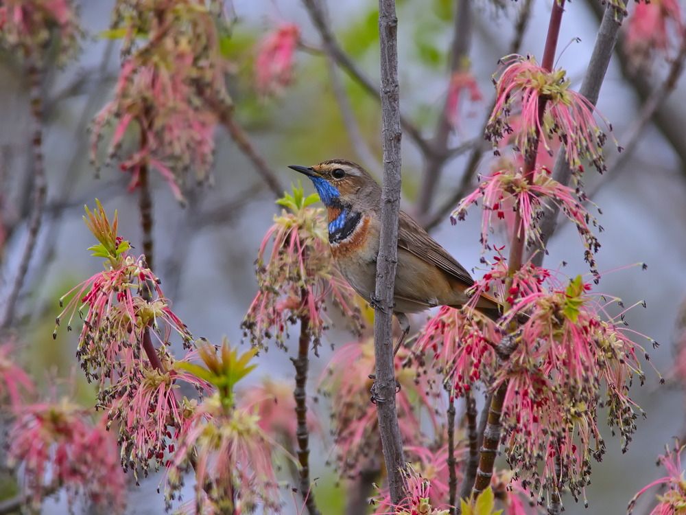 luscinia svecica