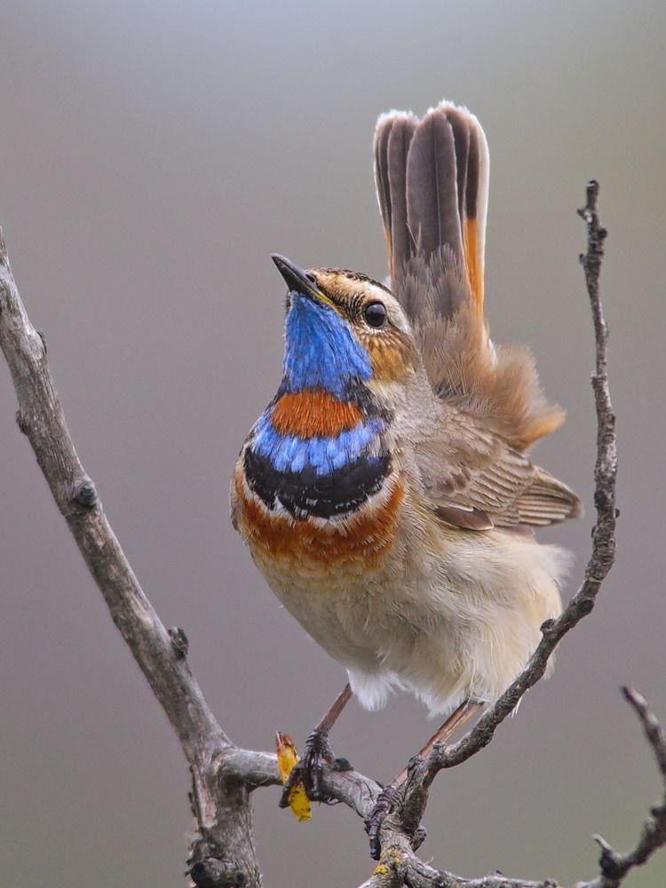 luscinia svecica