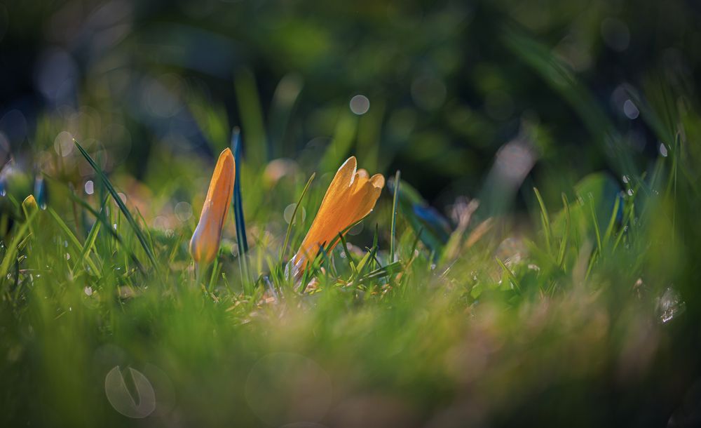 Photo 29937471