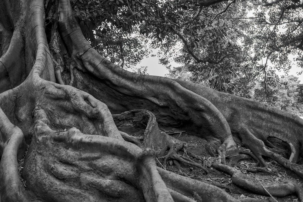 A huge rubber tree with massive buttress roots in Buenos Aires