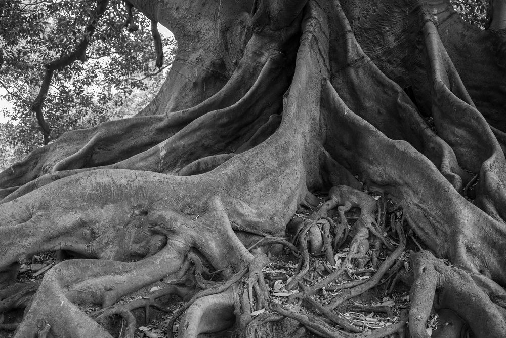 A huge rubber tree with massive buttress roots in Buenos Aires