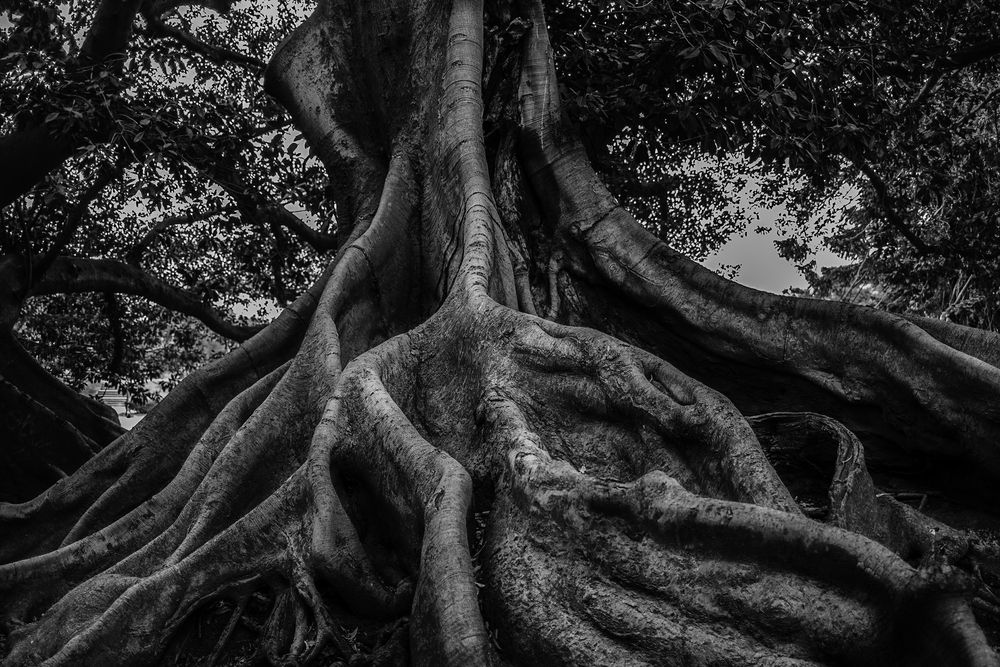 A huge rubber tree with massive buttress roots in Buenos Aires