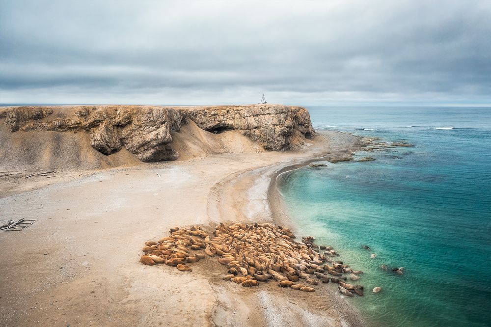 В царстве моржей. Новая Земля