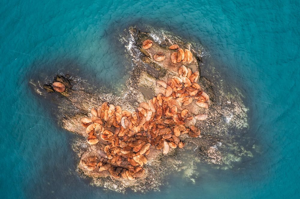 В царстве моржей. Новая Земля