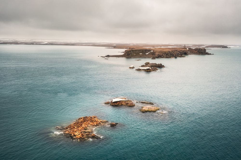 В царстве моржей. Новая Земля