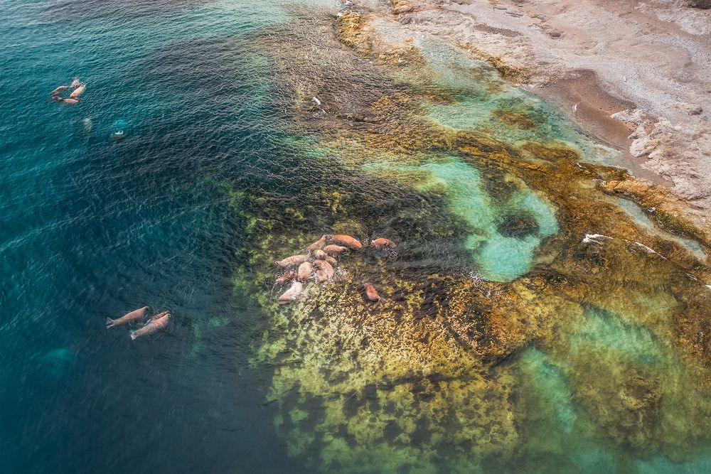 В царстве моржей. Новая Земля