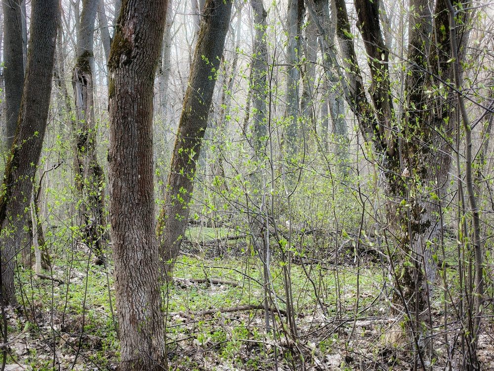 Photo 29938842