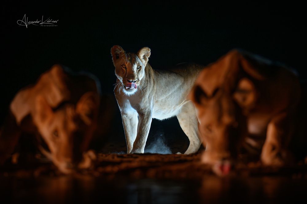 Про львицу... Всем привет. Уже скучаю по Кении. ) Ночная засидка, конечно это Топ. Очень сильные эмоции испытываешь наблюдая за животными ночью. А какие звуки издаёт ночная саванна, это просто что-то невероятное...!