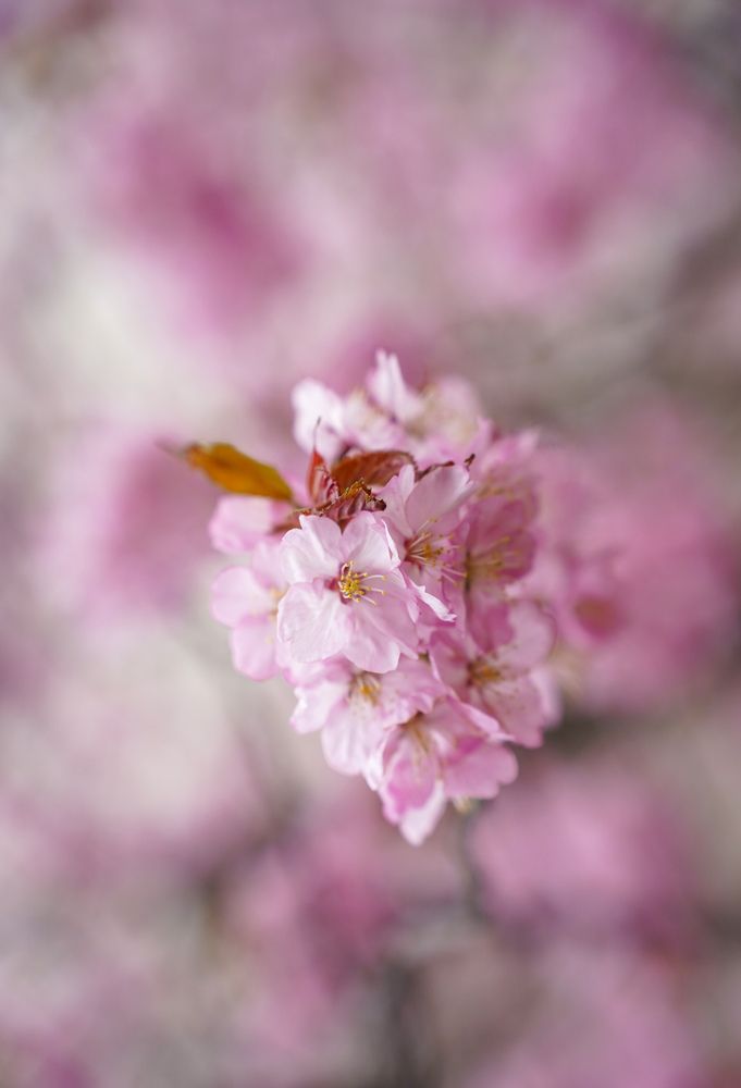 Photo 29940134