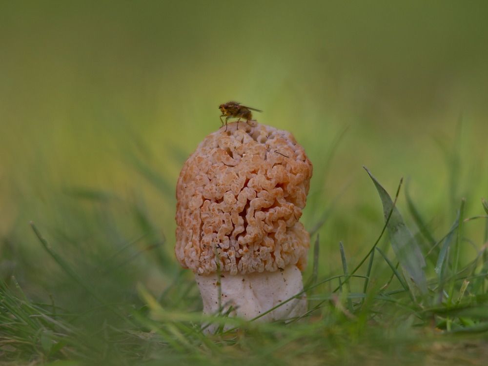 По грибы