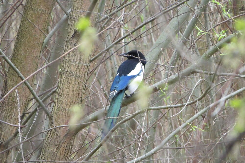 Photo 29940484