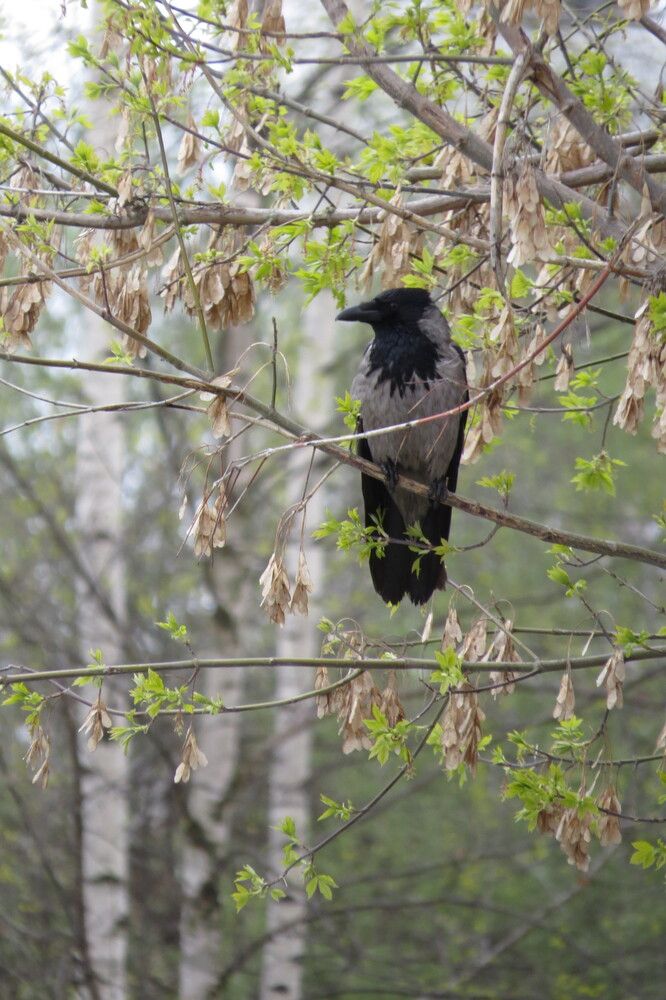 Photo 29940485